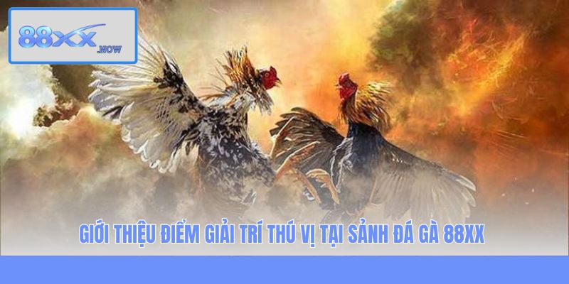 Giới thiệu điểm giải trí thú vị tại sảnh đá gà 88XX