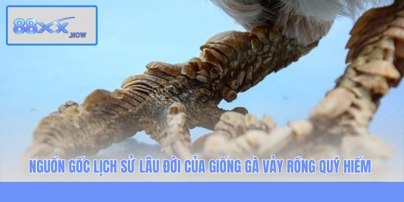 Nguồn gốc lịch sử lâu đời của giống gà vảy rồng quý hiếm